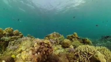Mercan resifi ve tropikal balıklar