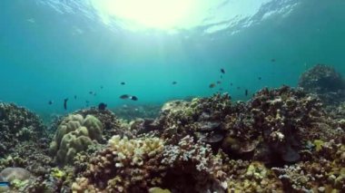 Mercan resifi ve tropikal balıklar