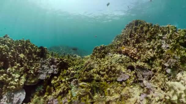 Коралловый риф и тропические рыбы — стоковое видео