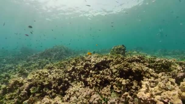 Arrecife de coral y peces tropicales — Vídeo de stock