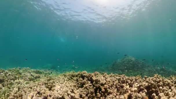 Кораловий риф і тропічна риба — стокове відео