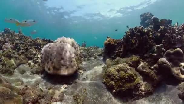 Recifes de coral e peixes tropicais — Vídeo de Stock