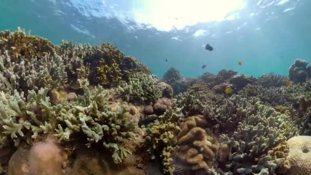 Arrecife de coral y peces tropicales — Vídeo de stock