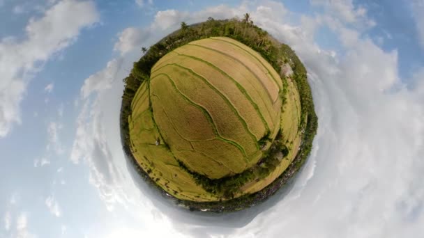 Reisterrassen und landwirtschaftliche Flächen in Indonesien — Stockvideo