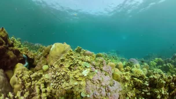 Arrecife de coral y peces tropicales — Vídeo de stock