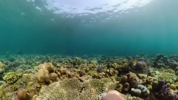 Arrecife de coral y peces tropicales — Vídeo de stock