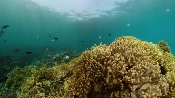 Кораловий риф і тропічна риба — стокове відео