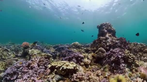 Recifes de coral e peixes tropicais — Vídeo de Stock