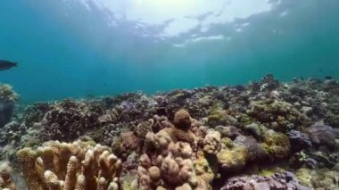 Mercan resifi ve tropikal balıklar