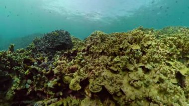 Mercan resifi ve tropikal balıklar