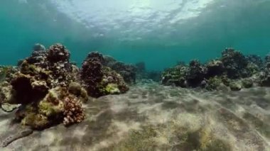 Mercan resifi ve tropikal balıklar