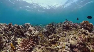 Mercan resifi ve tropikal balıklar