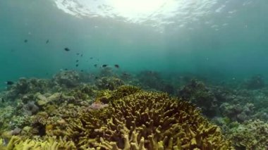 Mercan resifi ve tropikal balıklar