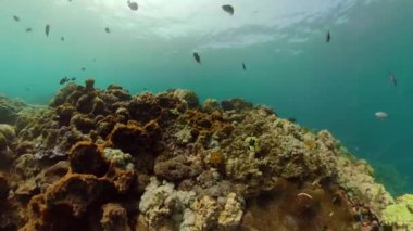 Tropikal balıklar ve mercan resifleri sualtı dünyası mercan resiflerinde dalıyor ve şnorkelle yüzüyor. Sert ve yumuşak mercanlar sualtı manzarası