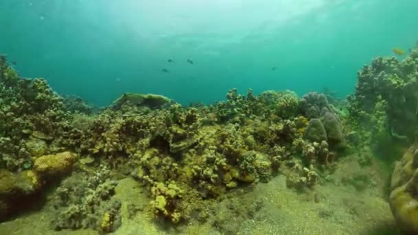 Arrecife de coral y peces tropicales — Vídeo de stock