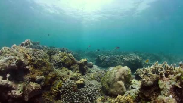 Arrecife de coral y peces tropicales — Vídeo de stock