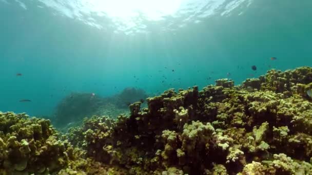 Κοραλλιογενή ύφαλο και τροπικά ψάρια — Αρχείο Βίντεο