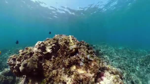 Récif corallien et poissons tropicaux — Video