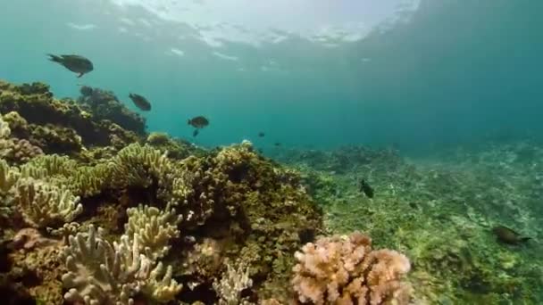 Korálové útesy a tropické ryby — Stock video