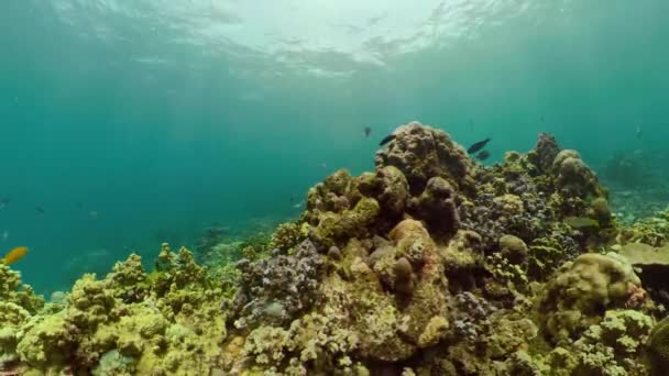 Arrecife de coral y peces tropicales — Vídeo de stock
