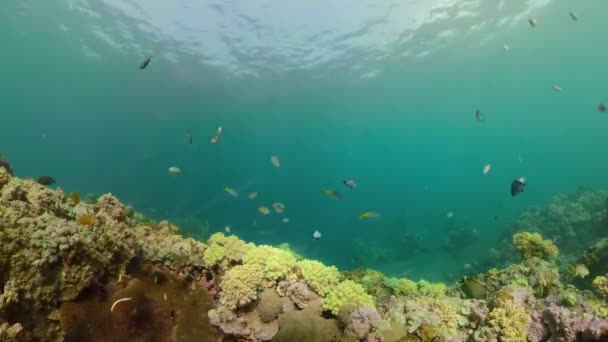 Recifes de coral e peixes tropicais — Vídeo de Stock