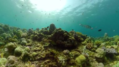 Mercan resifi ve tropikal balıklar