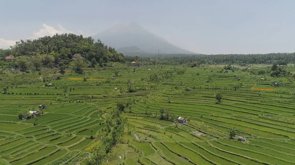 Рисовые террасы и сельскохозяйственные угодья в Индонезии — стоковое фото