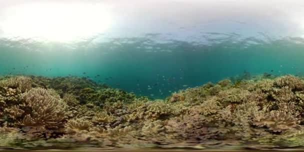 Coral reef and tropical fish vr360 — Stock Video