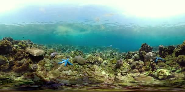 珊瑚礁和热带鱼 vr360 — 图库视频影像