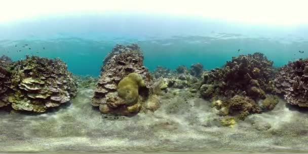 Arrecife de coral y peces tropicales vr360 — Vídeo de stock