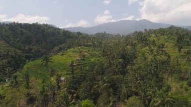 Endonezya 'da pirinç terasları