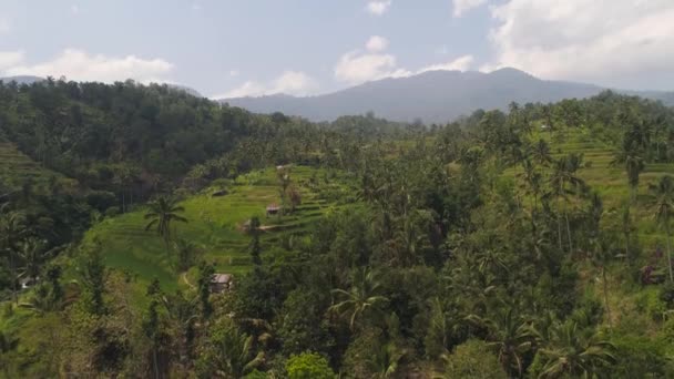 Tarasy ryżowe w Indonezji — Wideo stockowe