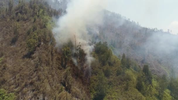 Fogo florestal nas montanhas — Vídeo de Stock