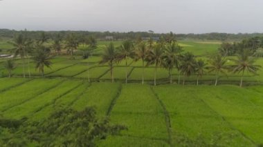 Endonezya 'da pirinç terasları ve tarım arazileri