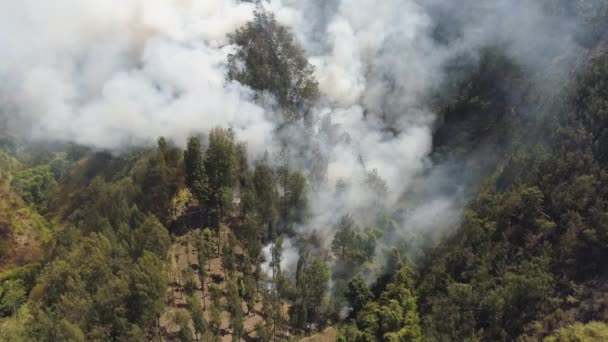 Waldbrand in den Bergen — Stockvideo
