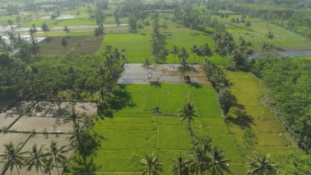 Rice terraces and agricultural land in indonesia — Stock Video