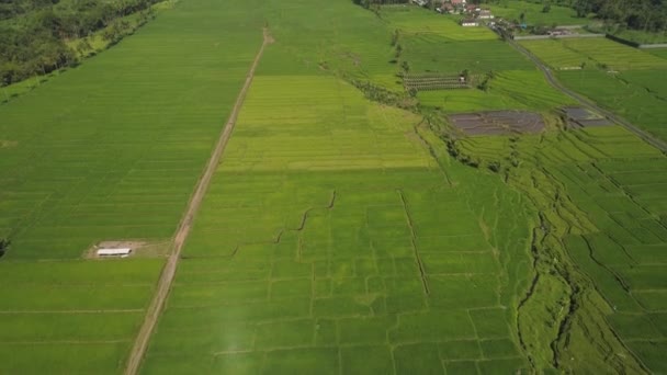 Endonezya 'da pirinç terasları ve tarım arazileri — Stok video