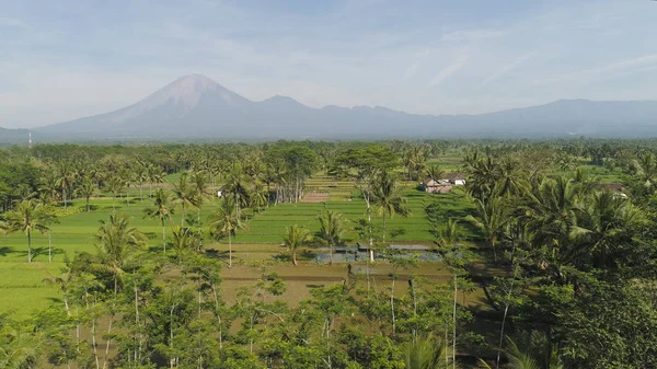 Reisterrassen und landwirtschaftliche Flächen in Indonesien — Stockfoto