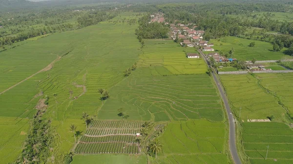Terrasses de riz et terres agricoles en indonésie — Photo