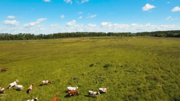 Koeien grazen op grasland — Stockvideo