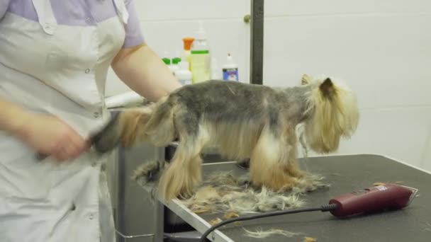 Собака в салоне ухода за животными. — стоковое видео
