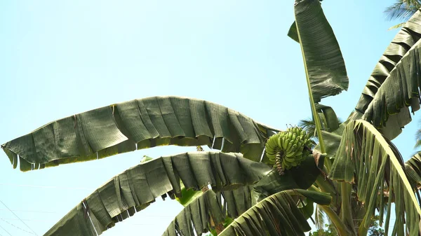 Fructe de banane pe un banan . — Fotografie, imagine de stoc