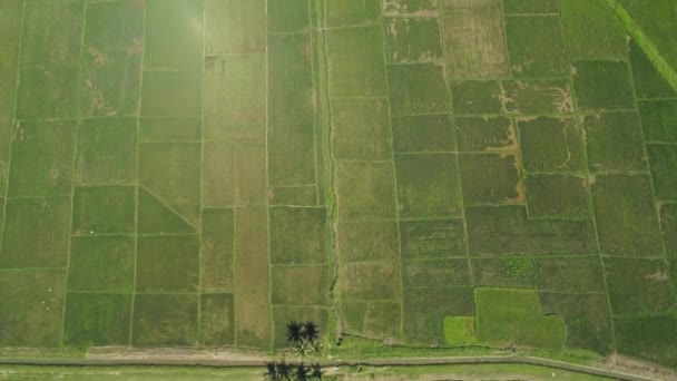 Landscape with rice terrace field. Philippines, Luzon. — Stock Video