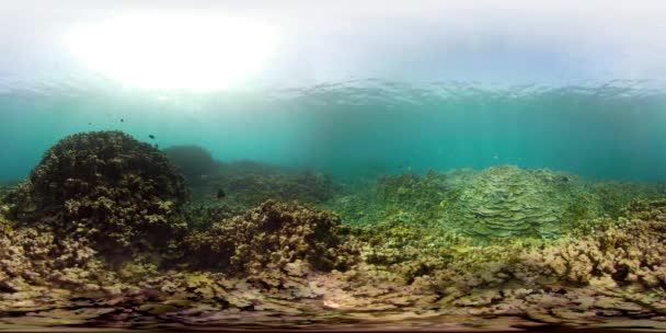 Arrecife de coral y peces tropicales vr360 — Vídeo de stock