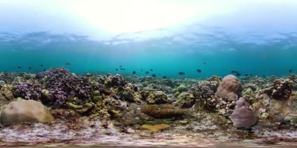 Arrecife de coral y peces tropicales vr360 — Vídeo de stock