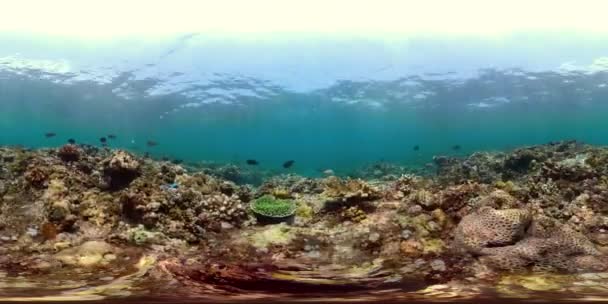 Barriera corallina e pesci tropicali vr360 — Video Stock