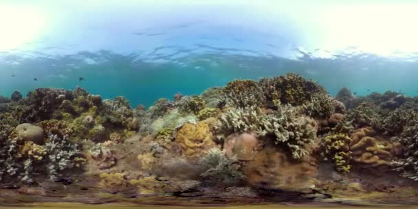 Vr360 Barriera Corallina Pesci Tropicali Mondo Subacqueo Con Coralli Molti — Video Stock