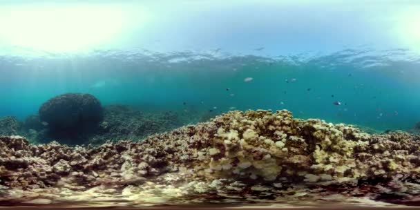 Récif corallien et poissons tropicaux vr360 — Video