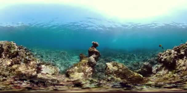 Recifes de coral e peixes tropicais vr360 — Vídeo de Stock