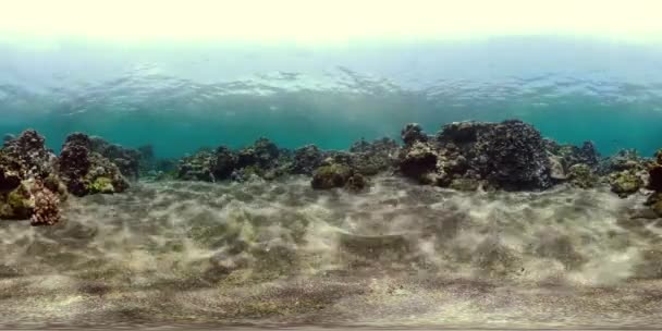 Arrecife de coral y peces tropicales vr360 — Vídeo de stock